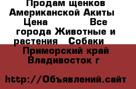 Продам щенков Американской Акиты › Цена ­ 25 000 - Все города Животные и растения » Собаки   . Приморский край,Владивосток г.